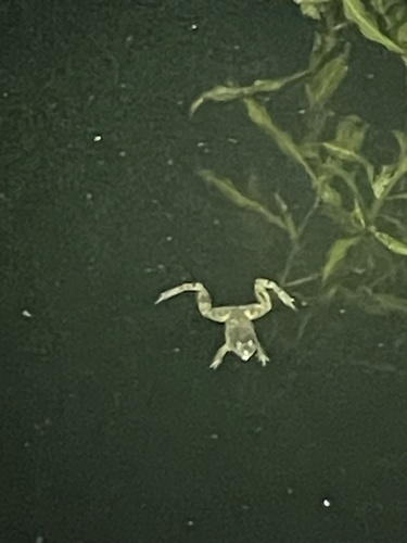 iNaturalist observation photo of American Bullfrog