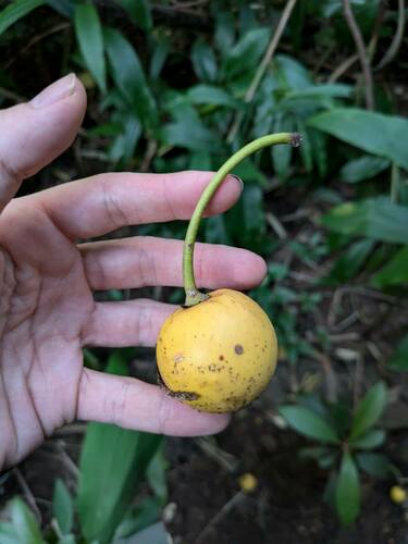 Mimusops coriacea observed 2024-10-19