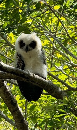 Madagascar Owl (Asio madagascariensis)