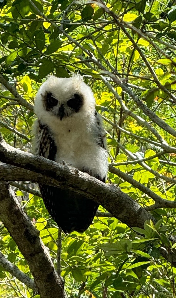 Madagascar Owl (Asio madagascariensis), photo 1