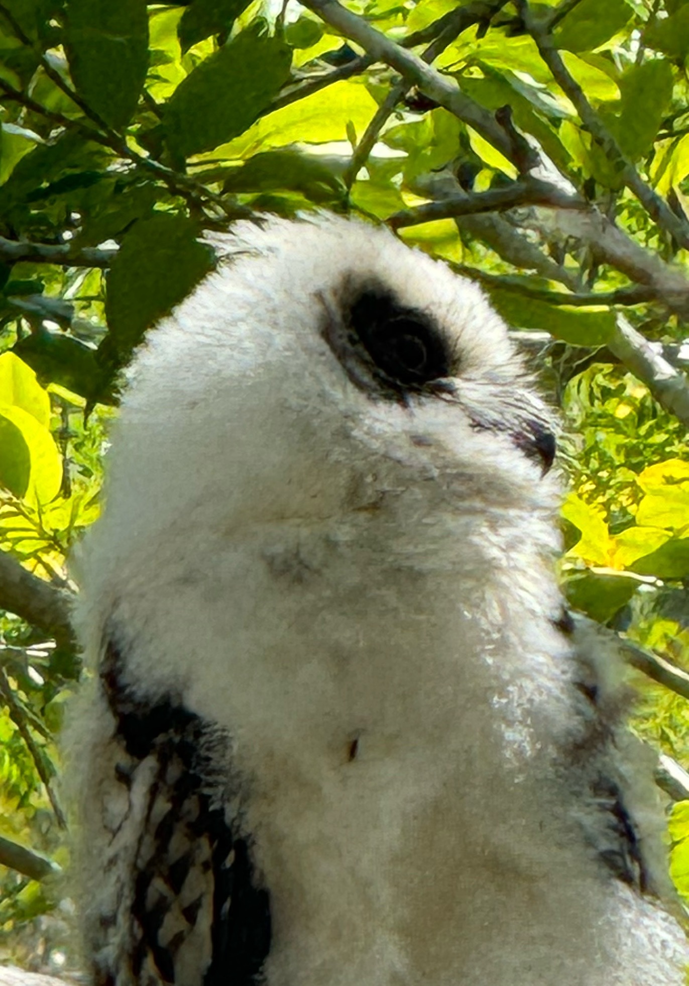 Madagascar Owl (Asio madagascariensis), photo 2