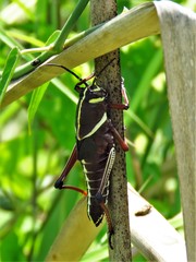 Taeniopoda tamaulipensis