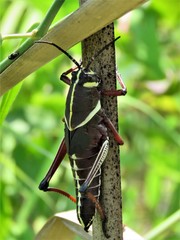 Taeniopoda tamaulipensis