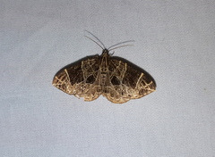 Gandaritis atricolorata