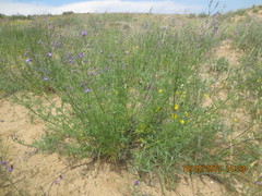 Teucrium orientale