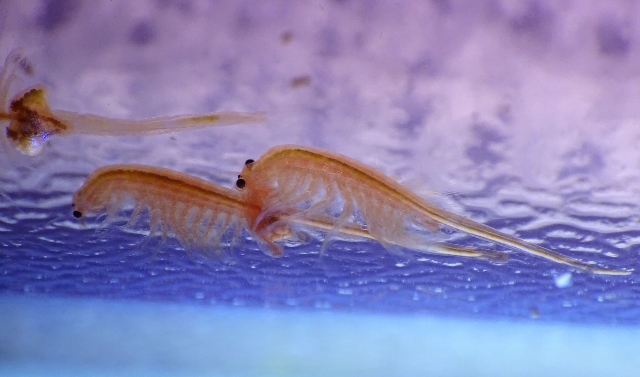 Artemia monica Verrill, 1869