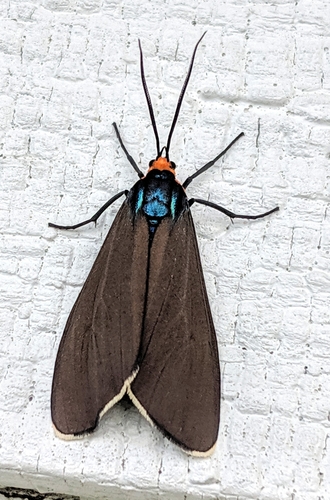 Virginia Ctenucha Moth, photo 9 of 10