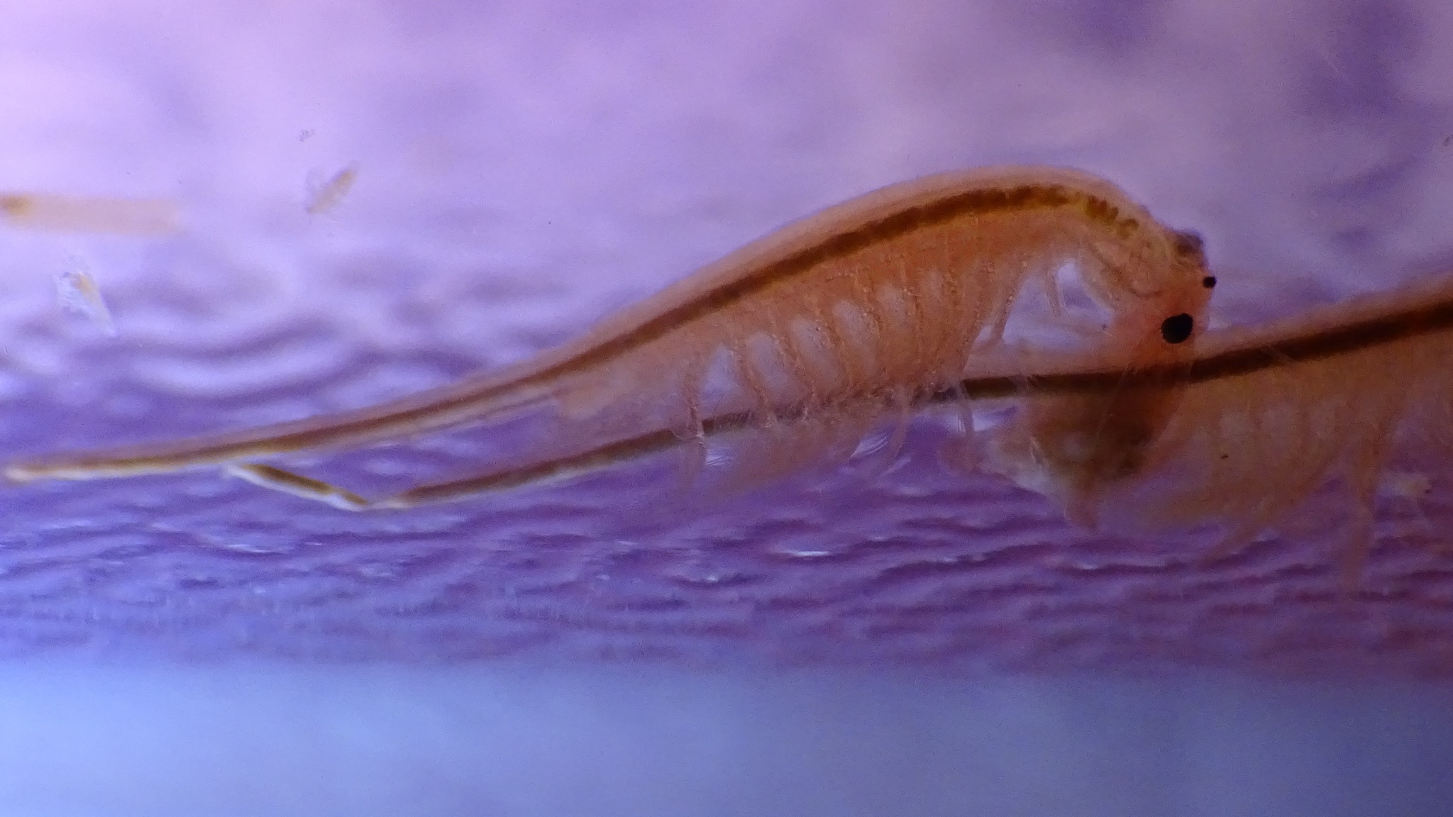 Artemia monica Verrill, 1869