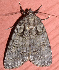 Acronicta modica