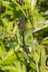 Cordulia shurtleffii