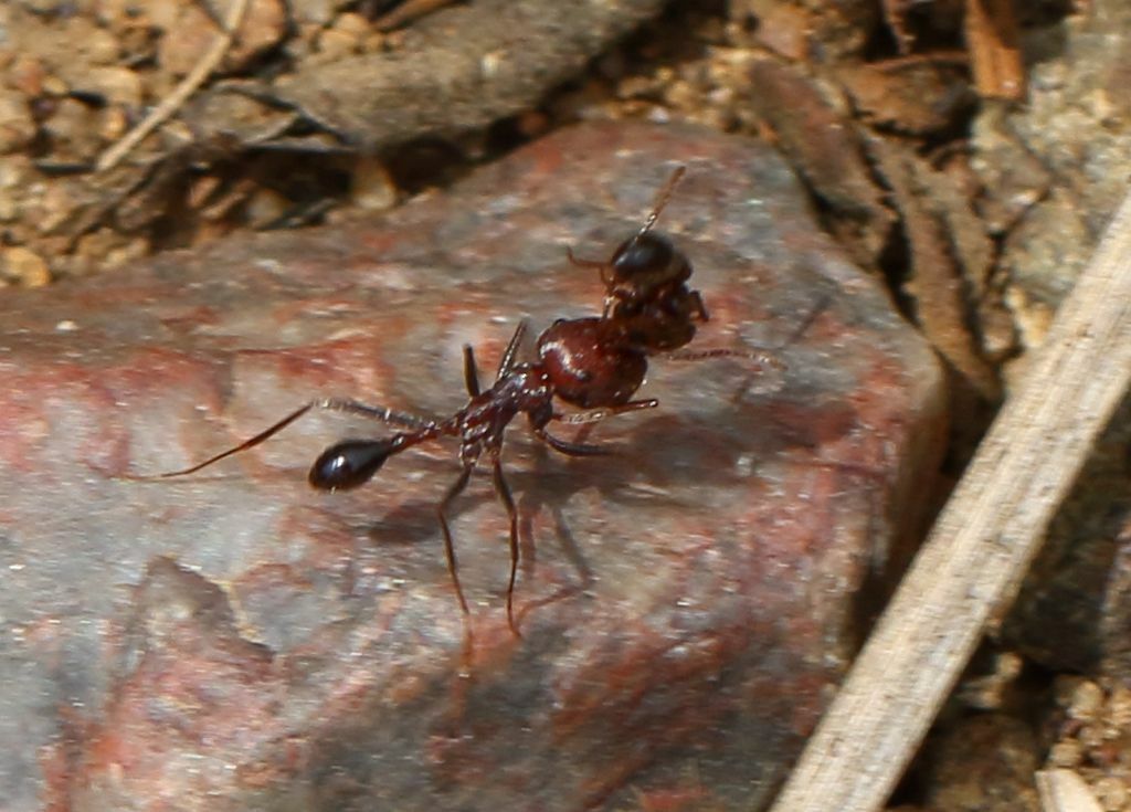 Ocymyrmex fortior