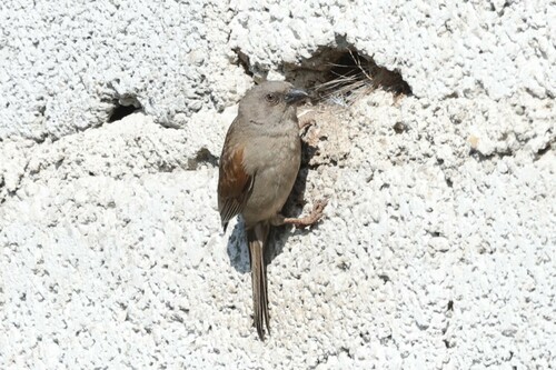 Swainson's Sparrow (Passer swainsonii), photo 7