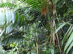 Chamaedorea tepejilote