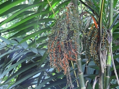 Chamaedorea tepejilote