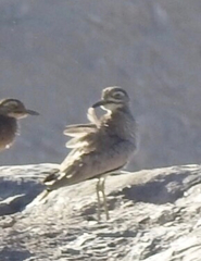 Burhinus senegalensis