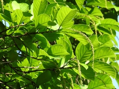 Coccoloba barbadensis