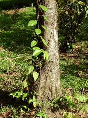 Coccoloba barbadensis