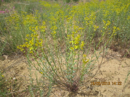 steppe spurge