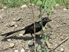 Crotophaga sulcirostris