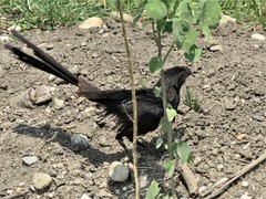 Crotophaga sulcirostris