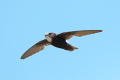 Little Swift photo 5