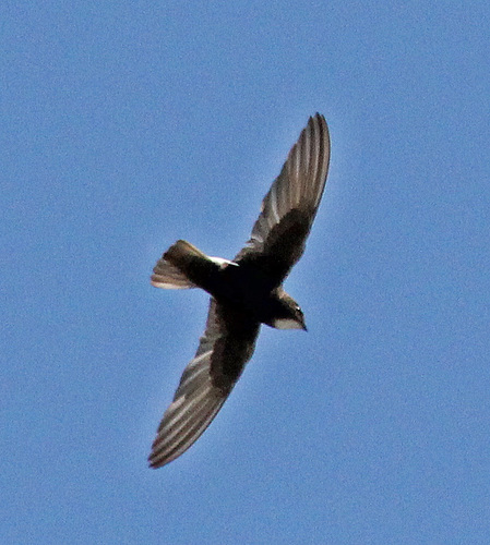 Little Swift