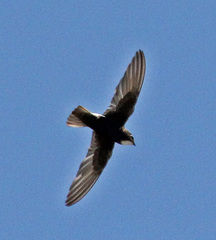 Little Swift photo 6