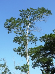 Cordia alliodora