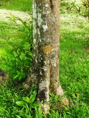 Cordia alliodora