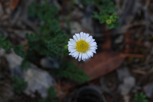 forest daisy (Brachyscome microcarpa)