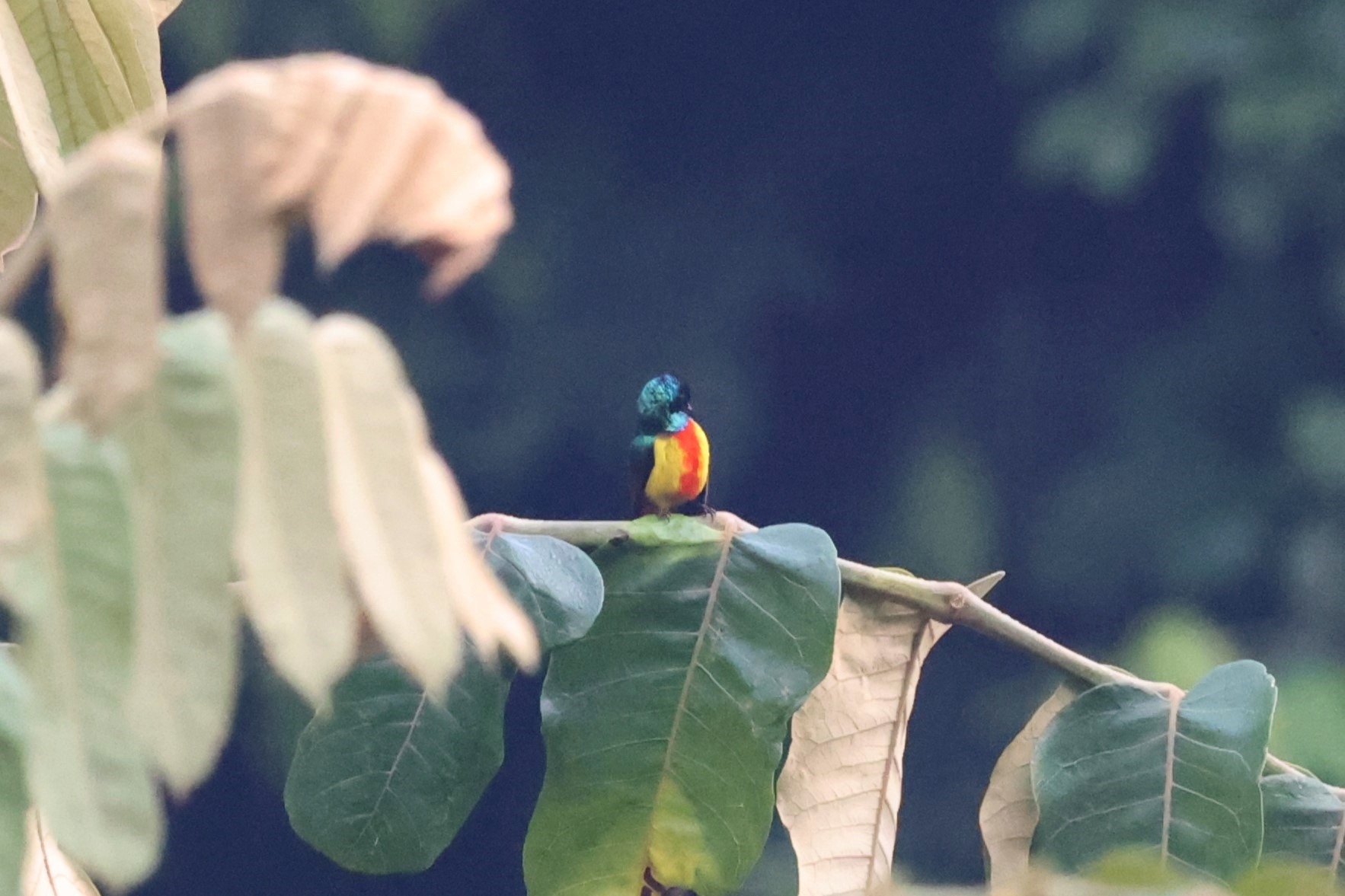 Regal Sunbird (Cinnyris regius), photo 9