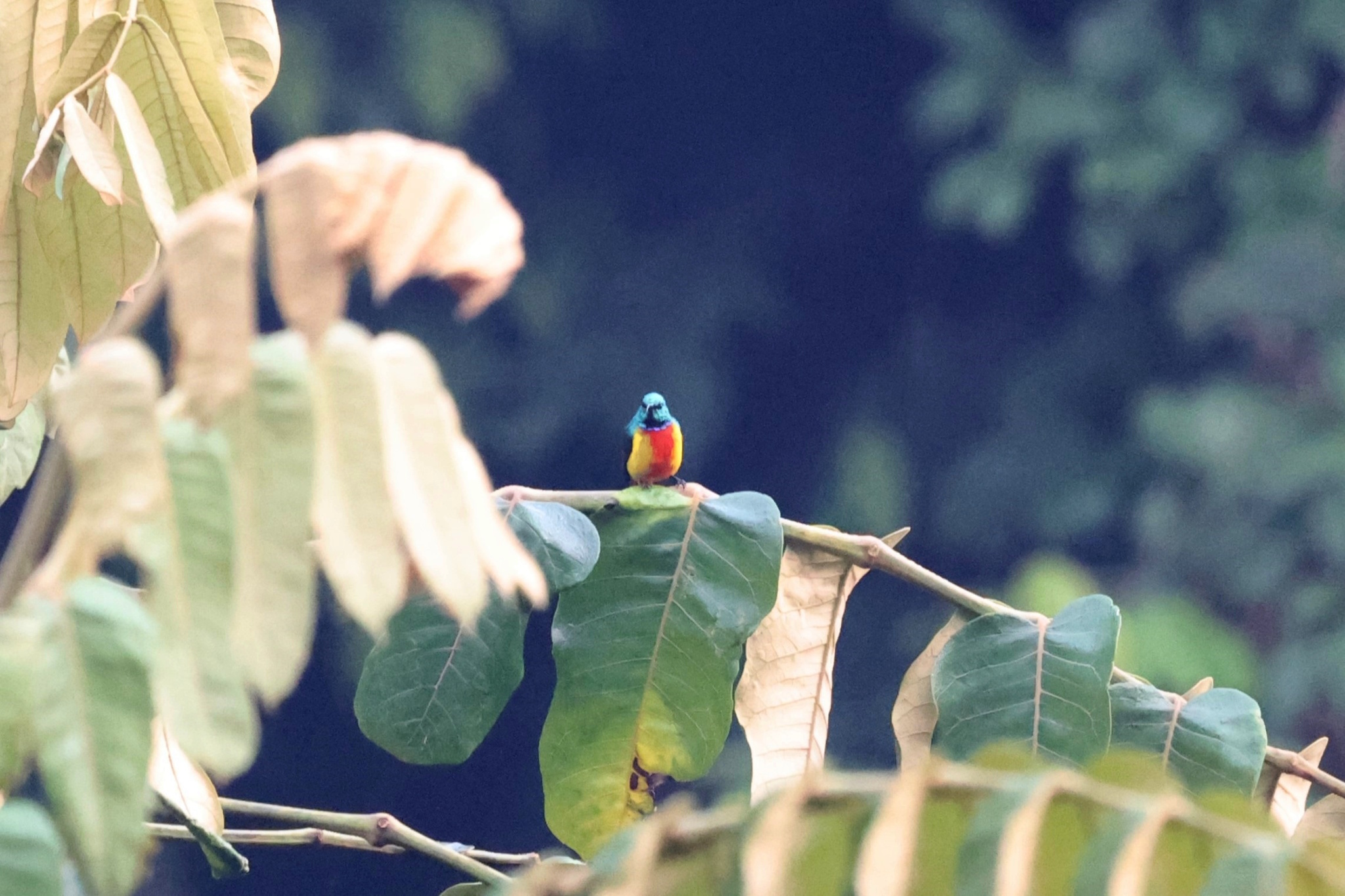 Regal Sunbird (Cinnyris regius), photo 8