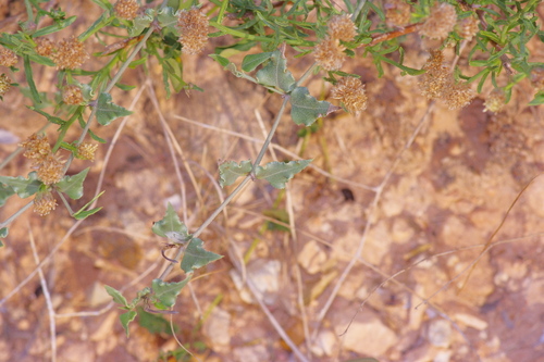 Image of Acleisanthes longiflora by (c) Michelle W. （鍾偉瑋）, some rights reserved (CC BY)