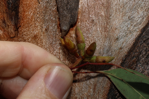 Orange Gum (Eucalyptus prava)