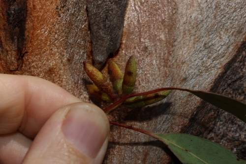 Eucalyptus prava, photograph 4