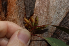 Eucalyptus prava, photograph (c) Greg Tasney, some rights reserved (CC BY-SA)