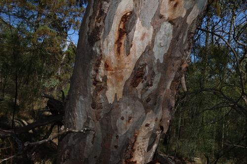 Eucalyptus prava, photograph 5