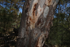 Eucalyptus prava, photograph (c) Greg Tasney, some rights reserved (CC BY-SA)