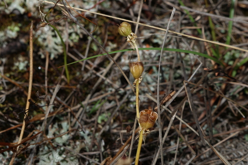 Image of Wurmbea biglandulosa by (c) Greg Tasney, some rights reserved (CC BY-SA)