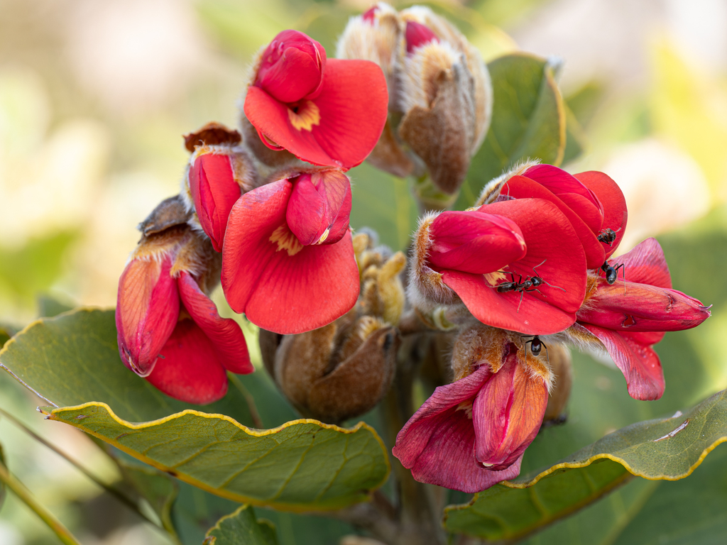 Gastrolobium luteifolium