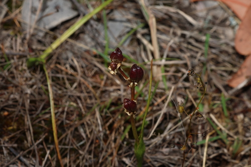 Image of Wurmbea biglandulosa by (c) Greg Tasney, some rights reserved (CC BY-SA)