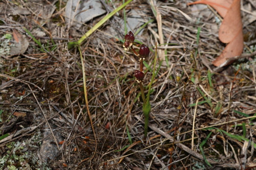Image of Wurmbea biglandulosa by (c) Greg Tasney, some rights reserved (CC BY-SA)