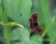 Riodinidae