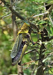 Taeniopoda tamaulipensis