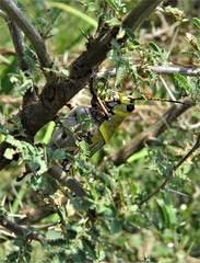 Taeniopoda tamaulipensis