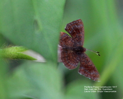 Riodinidae