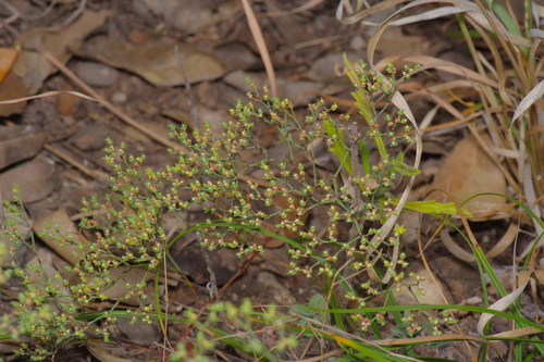 Image of Paronychia jamesii by (c) Michelle W. （鍾偉瑋）, some rights reserved (CC BY)