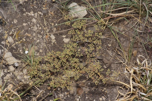 Image of Paronychia jamesii by (c) Michelle W. （鍾偉瑋）, some rights reserved (CC BY)