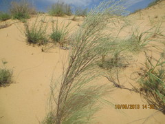 Eremosparton aphyllum