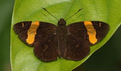 Celaenorrhinus cameroni